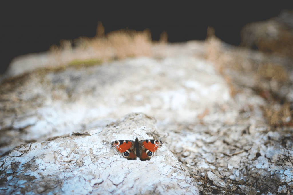 Foto van een Dagpouwoog (vlinder) die op een boomstam is neergestreken